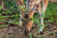 Indien Kanha Nationalpark Chital