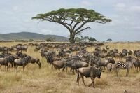 Serengeti