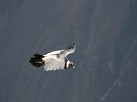 Condor, rundreise peru 2 wochen
