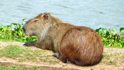 Capybara, Pantanal, Brasilien, brasilien reise