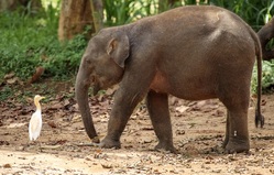 Udawalawe Nationalpark, Elefant, Sri Lanka, familienurlaub sri lanka