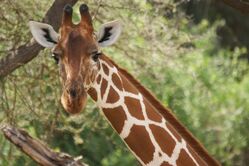 Samburu Nationalpark, Giraffe, Kenia, kenia reisen
