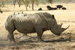 Lake Nakuru Nationalpark, Nashorn, Kenia, kenia reisen