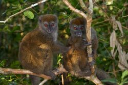 Ranomafana Nationalpark, Lemuren, Bambuslemuren, Madagaskar, madagaskar reisen