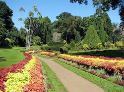 Peradeniya Royal Botanical Garden, Sri Lanka, Natur, Kandy, Blumen, familienurlaub sri lanka