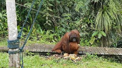 Zu Besuch bei den Orang-Utans in Semenggoh