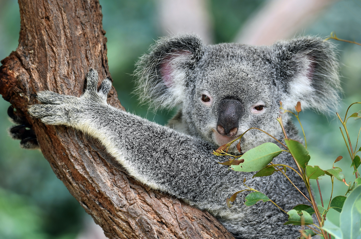 Koala, Baum, Canberra, Australien, Rundreise